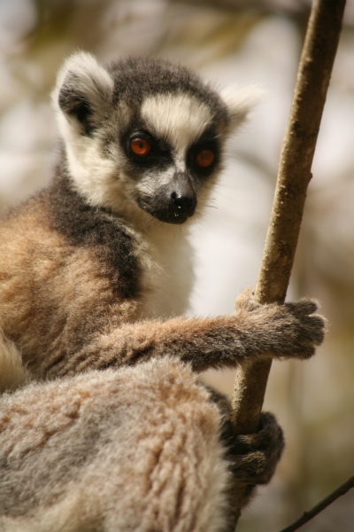 Ring-tailed lemur