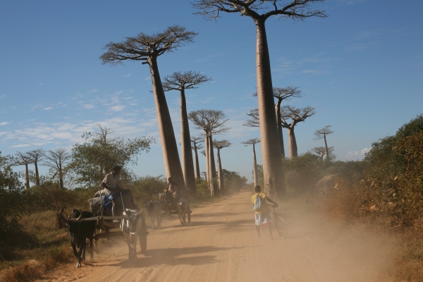 Allée des baobabs