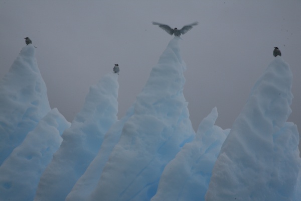 Antarctic terns on the lookout