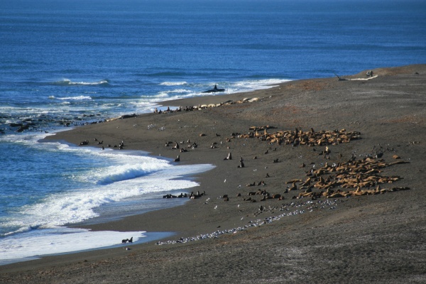 Orca hunting, Península Valdés