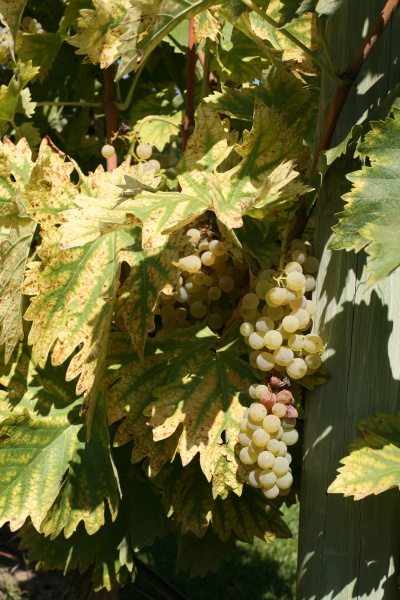 Torrontés grapes