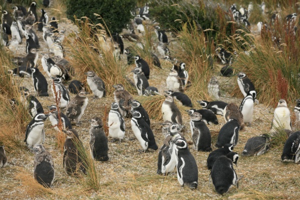 Magellanic penguins