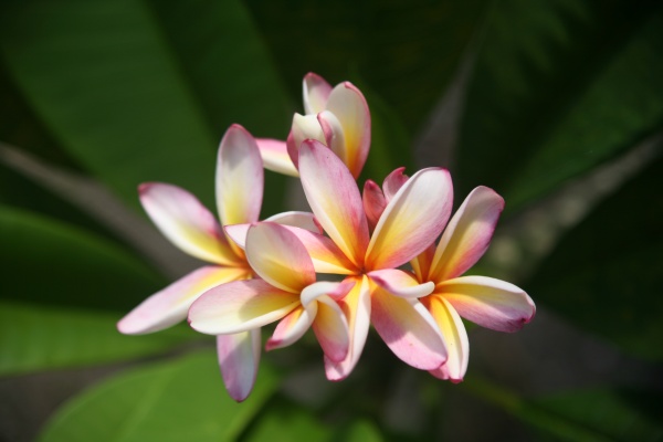 Tiaré flower