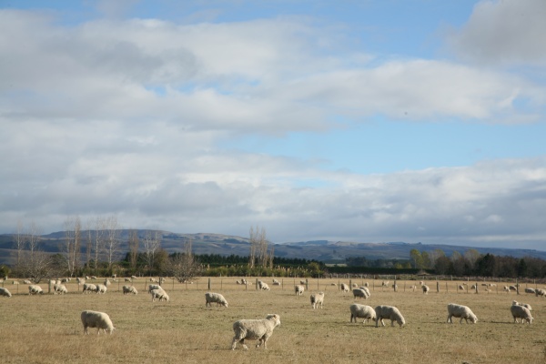 There are more sheep than Kiwis