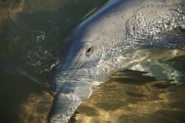 Dolphin nibbling at our feet, Monkey Mia