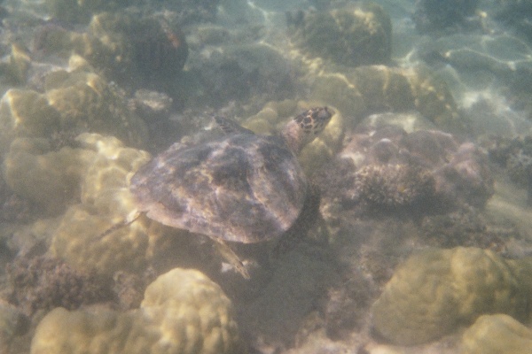 Amazing Ningaloo Reef