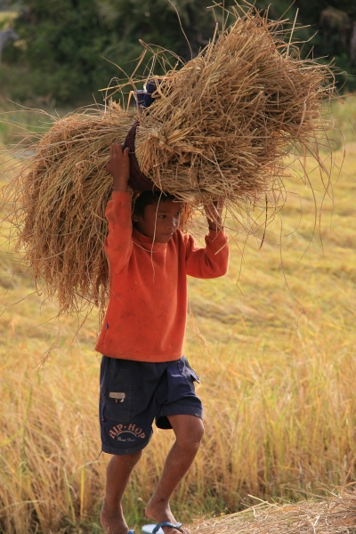 Even the little ones are helping