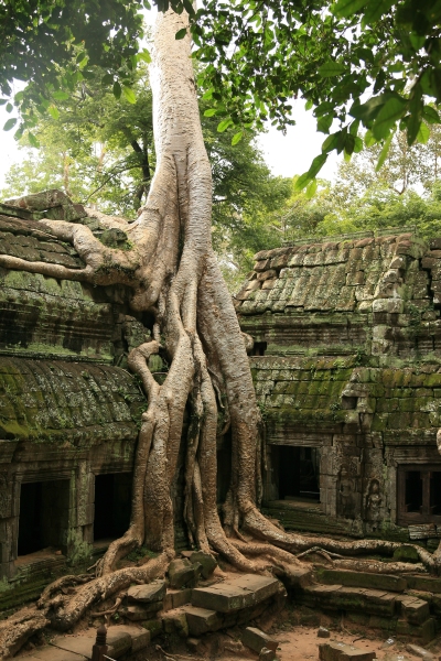 Vegetation engulfing Angkorian ruins