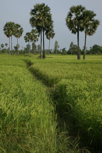 Rice fields and sugar palms