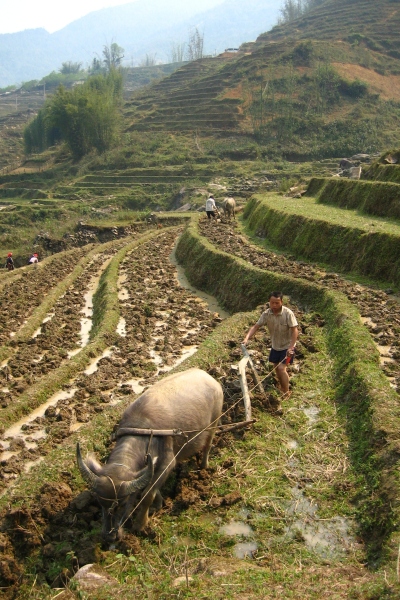 Ploughing the rice paddies