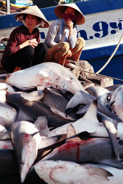 Catch of the day: sharks