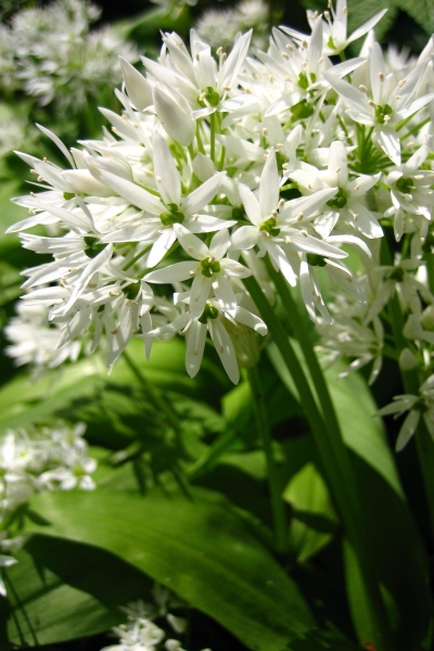 Wild garlic