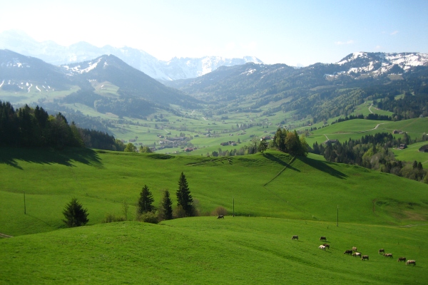 Lush green Swiss countryside