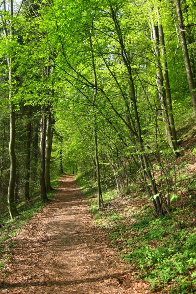 Spring foliage