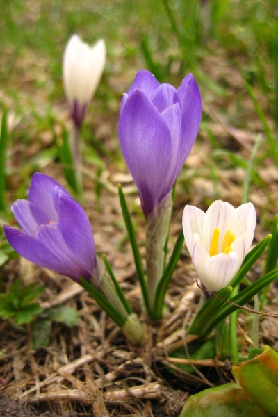 Crocus, messengers of spring